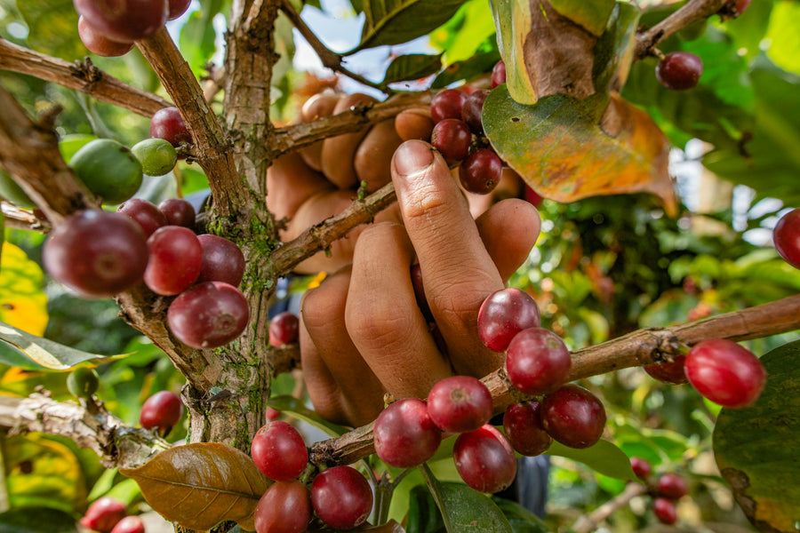 Farm cooperative